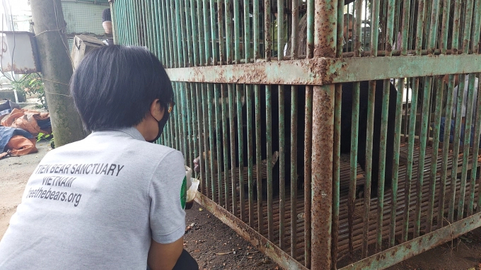 Free the Bears staff taking care of the recently transferred Sun Bear. Photo: Xuan Hinh.