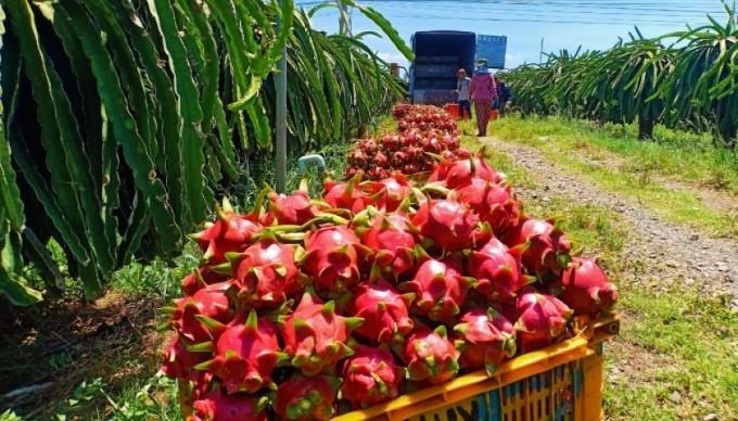 Vietnam is currently the country with the largest area and output of dragon fruit in Asia, and it is also the world's leading exporter of dragon fruit.