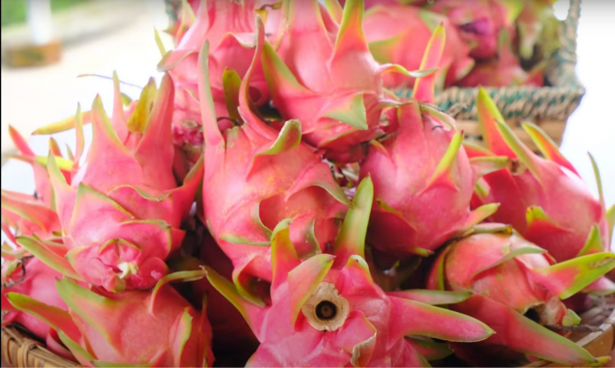 Dragon fruit is an agricultural product that Vietnam can boost exports to Thailand. Photo: Thanh Son.