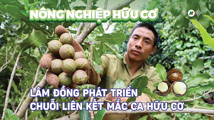 Phát triển nông nghiệp hữu cơ tại Lâm Đồng với cây mắc ca