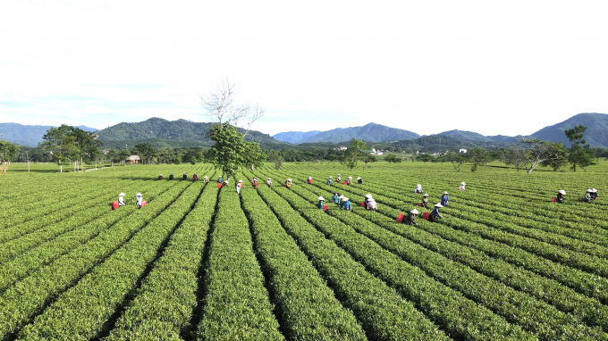 In 2021, the people of Son Kim 2 commune were excited to harvest tea because of the bumper crop and favorable selling price.