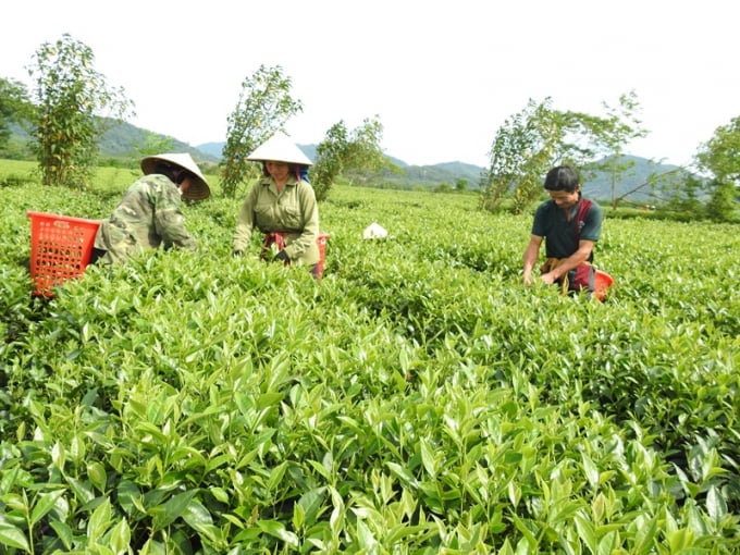 However, this year tea production and price declines push farmers into hardship.