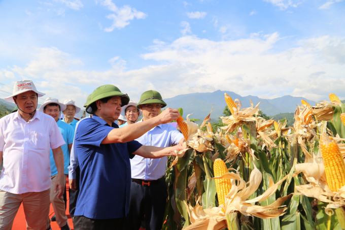 Thứ trưởng Bộ NN-PTNT Lê Quốc Doanh thăm cánh đồng ngô sử dụng giống NK6275 của bà con xã Quang Kim (huyện Bát Xát, Lào Cai). Ảnh: H.Đ