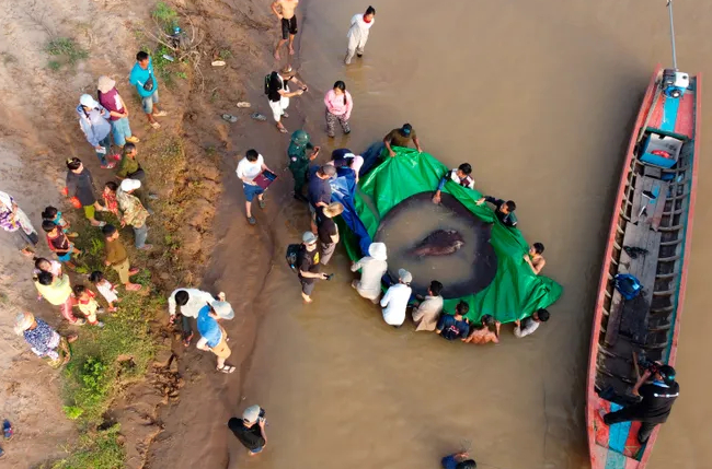 Nhóm các nhà khoa học Campuchia và Mỹ cùng với các quan chức của Cục Quản lý Thủy sản đã đo chiều dài của con cá đuối từ mõm đến đuôi trước khi họ thả nó trở lại sông vào ngày 14/6. Ảnh: USA Today