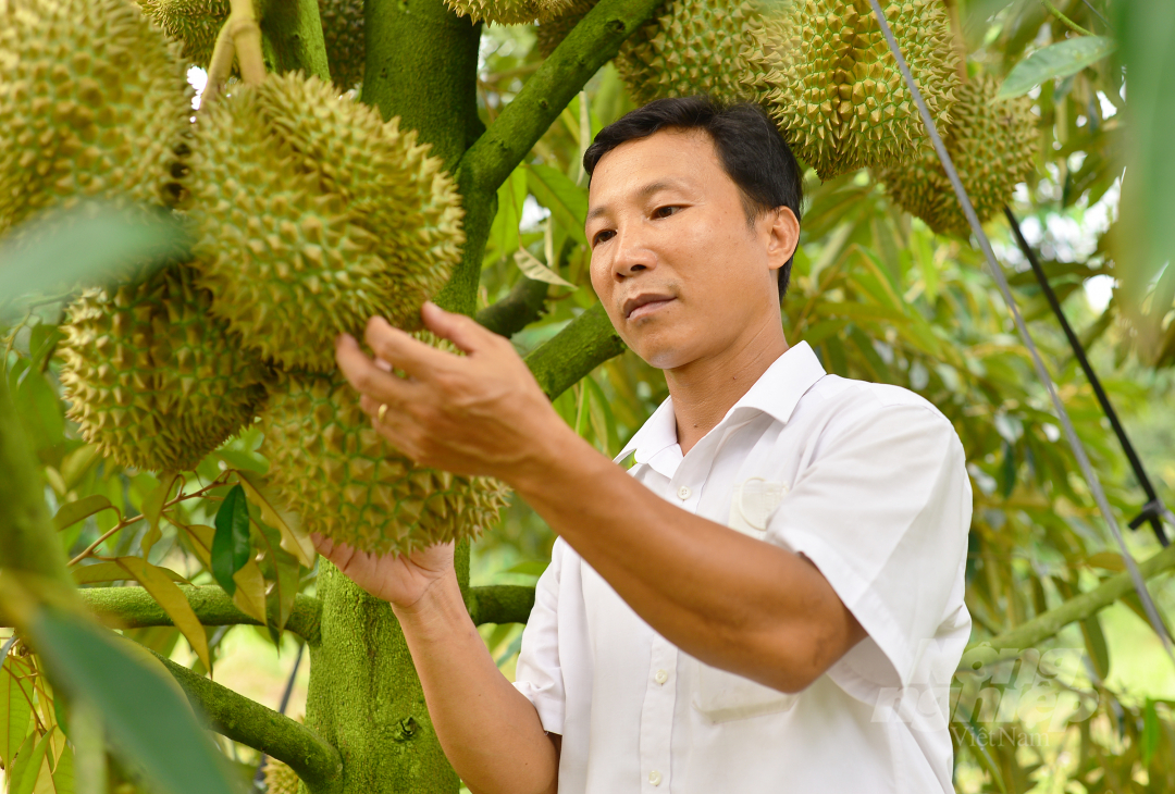 Sầu riêng Đạ Huoai được tiêu thụ chủ yếu bởi thị trường Trung Quốc, do vậy, ngành nông nghiệp địa phương đã thực hiện các biện pháp hỗ trợ người dân trong việc tổ chức sản xuất VietGAP, thực hiện thủ tục cấp mã số vùng trồng để chuẩn bị cho xuất khẩu chính ngạch qua thị trường này.   