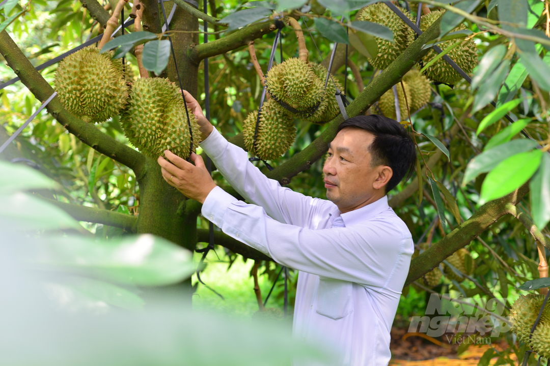 Ông Phạm Quang Chiến, Trưởng phòng NN-PTNT huyện Đạ Huoai cho biết, sầu riêng là một trong những cây trồng chủ lực của huyện và là cây trồng có giá trị kinh tế cao. Hiện nay, sản lượng sầu riêng của huyện đạt từ 25.000 đến 30.000 tấn/năm.