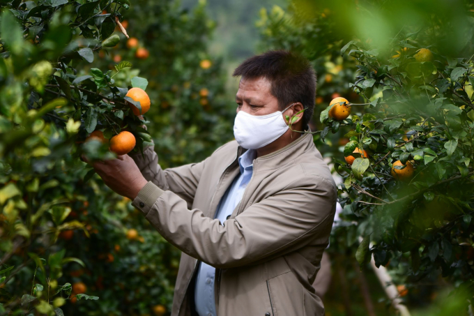 Farmers cultivating organic oranges in Tan Lac district, Hoa Binh province. Photo: Tung Dinh.