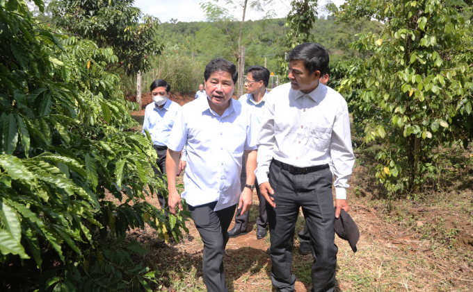 Thứ trưởng Lê Quốc Doanh kiểm tra mô hình cà phê cảnh quan của HTX Nông nghiệp Hữu cơ Đắk Nông. Ảnh: Quang Yên.