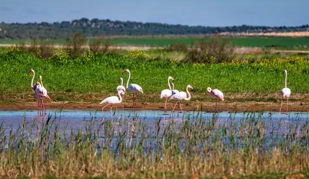 Greater flamingos in wetlands in Malaga, Spain. Targets will be made for a range of ecosystems. Photo: Rudolf Ernst