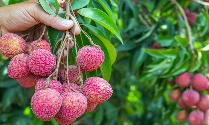 This season's Bac Giang lychee has a record high selling price compared to every year.