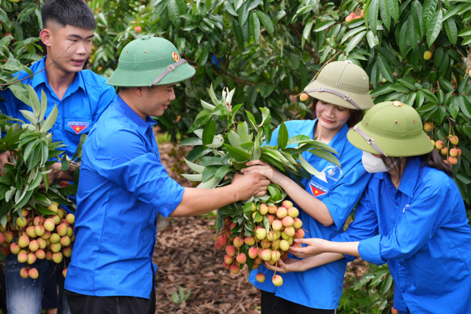 Bac Giang province mobilized many forces to participate, support people in harvesting and transporting lychee at the time of harvest.