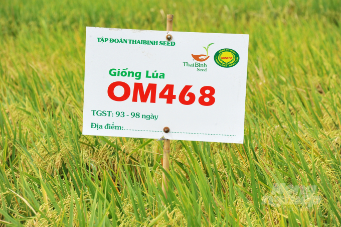 Giống lúa OM468 được lai ra từ tổ hợp lai T3AHAU/OM5451-625, do Viện Lúa ĐBSCL và Công ty cổ phần Tập đoàn ThaiBinh Seed hợp tác chọn tạo và thời gian sinh trưởng từ 93-98 ngày. Ảnh: Lê Hoàng Vũ.