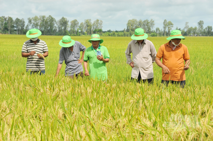 Nhiều nông dân tỏ vẻ bất ngờ tận mắt ra đồng nhìn từng bông lúa giống OM468 trĩu bông, vàng sáng, hạt to, ít sâu bệnh, lúa không bị đổ ngã tuy đang trong thời điểm vào mùa mưa. Ảnh: Lê Hoàng Vũ.