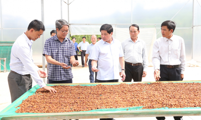 Deputy Minister Le Quoc Doanh inspecting the coffee drying net house sponsored by the VnSAT project. Photo: Quang Yen.