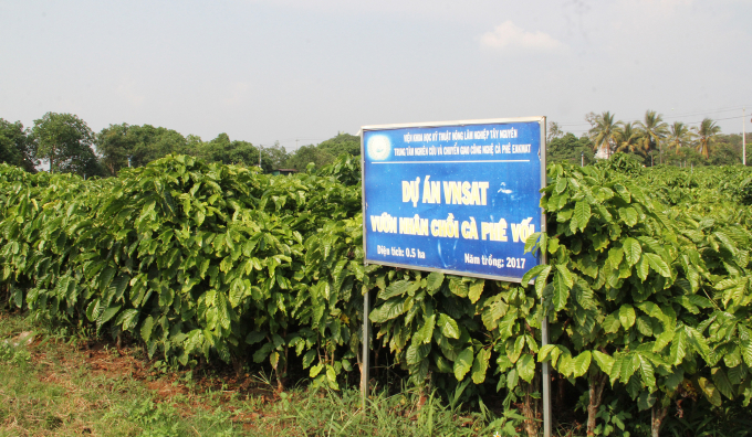 The VnSAT project sponsors investment in breeding gardens for the Central Highlands provinces. Photo: Quang Yen.
