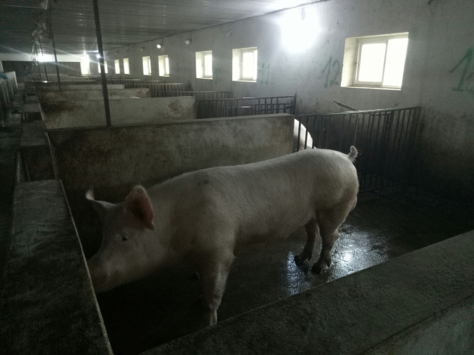 Hệ thống chuồng nuôi của công ty Thiên Thuận Tường luôn được vệ sinh sạch sẽ, đảm bảo an toàn sinh học. Ảnh: Viết Cường.