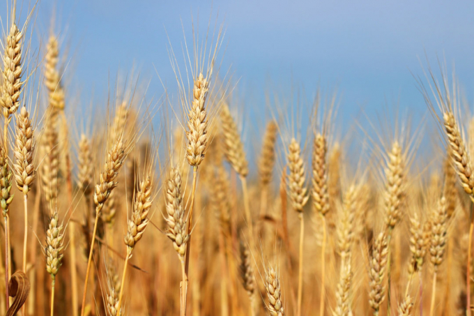 The USDA had cut its forecast for supplies by 1.7 million tonnes to 1.052.8 billion as lower India production more than offsets an increase for Russia. Photo: Adobe Stock