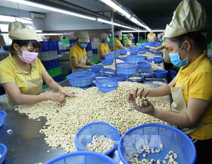 Deep processing from the source of raw cashew nuts in the country is the direction to affirm the name of the cashew industry. Photo: Le Binh.