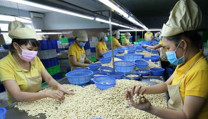 Binh Phuoc is considered the 'cashew capital' of Vietnam.
