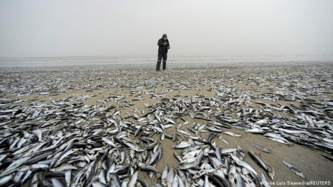 Like a scene from the apocalypse: massive numbers of dead fish washed up in Horcones, Chile
