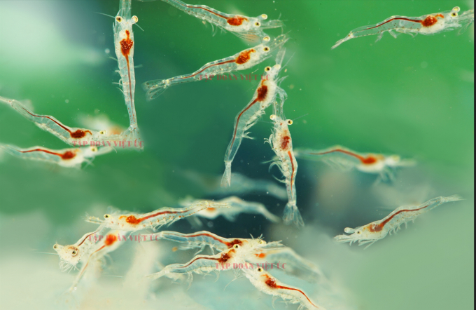 The high-tech shrimp breed VUS LEADER 1/1000 specializes in extremely low salinity.