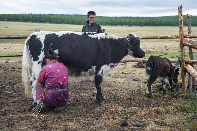 Mongolia has a large number of cattle but the rearing is not concentrated because of its sparse population density, at 2 people per square kilometer.