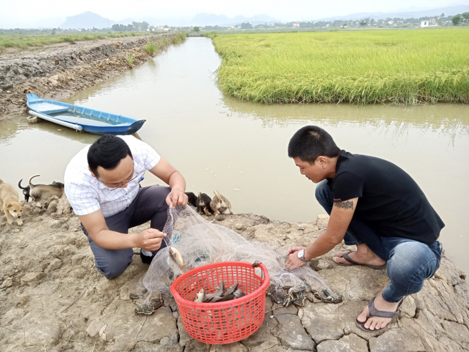 Trồng lúa hữu cơ kết hợp nuôi trồng thủy sản cũng là hướng đi mới cho nông nghiệp Quảng Bình. Ảnh: Tâm Phùng.