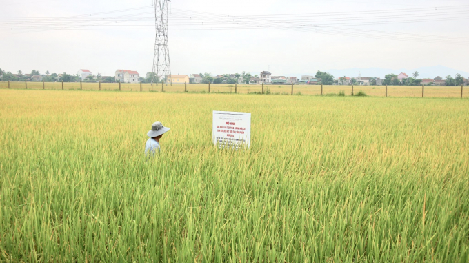 Sản xuất lúa theo hướng hữu cơ sẽ mở ra cơ hội mới cho người nông dân để tăng thu nhập và sản xuất nông nghiệp. Ảnh: Tâm Phùng.