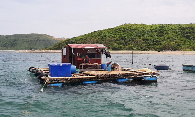 Sea snail farming model in Quang Binh opens up a new direction of aquaculture development. Photo: T.P.