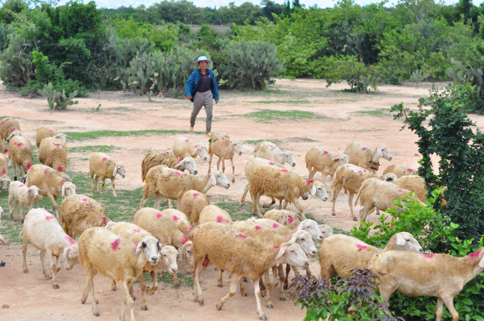 Từ đầu năm đến nay, dịch bệnh đã không xuất hiện trên đàn gia súc ở Ninh Thuận. Ảnh: Ngọc Khanh.