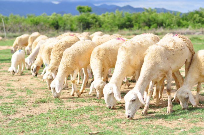 Do làm tốt công tác phòng dịch nên đàn cừu ở Ninh Thuận tăng so với cùng kỳ năm trước. Ảnh: Ngọc Khanh.