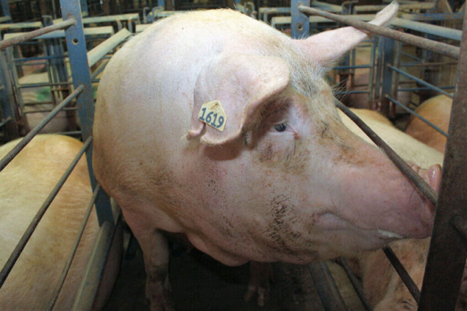 Hình ảnh một con lợn nái trong các chuồng nuôi chật chội. Ảnh: Vincent ter Beek