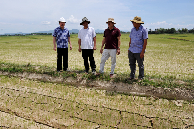 Nhiều diện tích lúa ở tỉnh Phú Yên bị khô hạn, thiếu nước tưới. Ảnh: AC.
