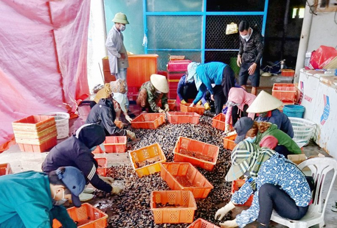 Snails raised at sea are popular with traders, so they are in high demand. Photo: T.P.