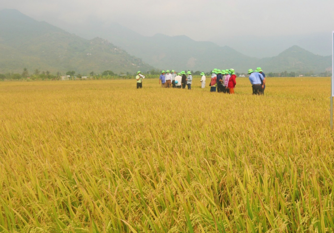 Tỉnh phấn đấu diện tích sản xuất lúa hữu cơ với diện tích khoảng 500 ha vào năm 2025. Ảnh: Kim Sơ.