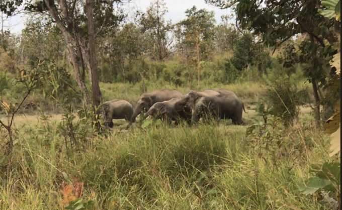 Đàn voi rừng xuất hiện tại Vườn quốc gia Yók Đôn. Ảnh: Tuấn Linh.