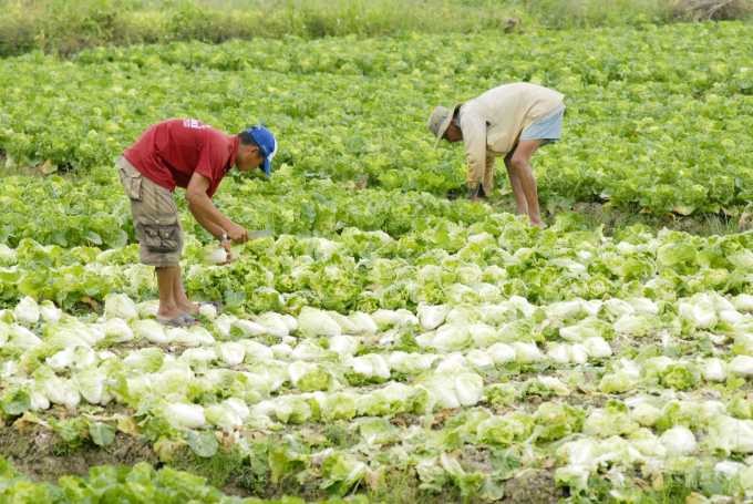High prices of materials and fertilizers are pressuring farmers, but they also pose an opportunity for the development of organic agricultural production. Photo: Le Hoang Vu.