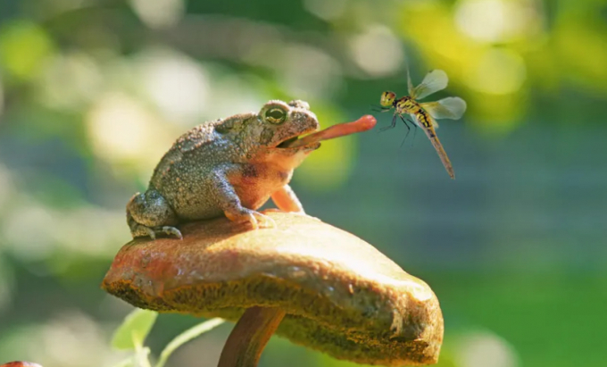 A spadefoot toad catching a dragonfly. Photo: Buddy Mays/Getty Images