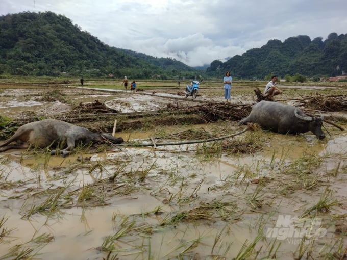 9 con trâu của người dân huyện Lâm Bình bị chết do nước lũ cuốn trôi. Ảnh: Hà Khánh.