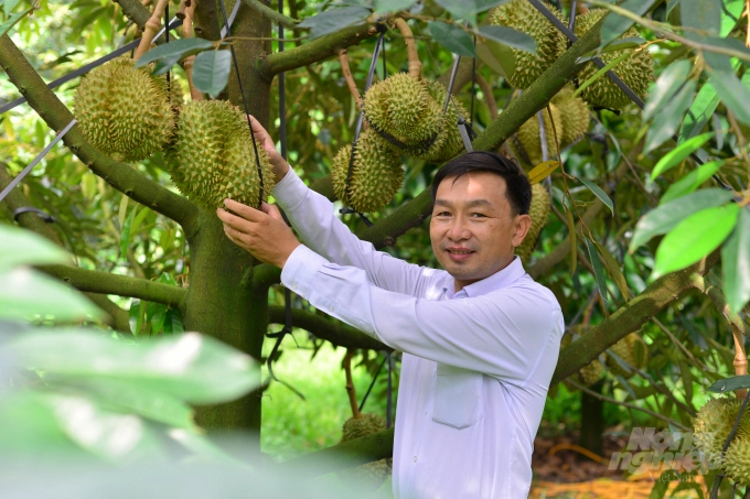 Lam Dong's agriculture is supporting and building a model of organic durian production in the Da Huoai district with a scale of 10 hectares. Photo: Minh Hau.