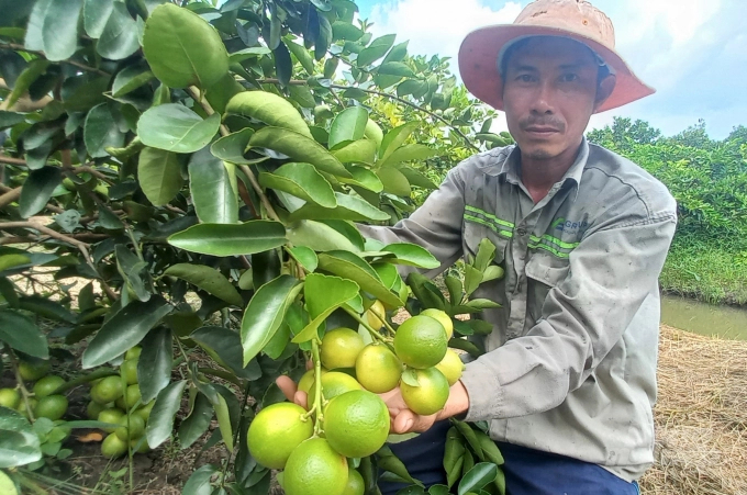 Hau Giang province prioritizes calling for investment in fisheries, fruit trees, rice, forming concentrated commodity production areas, ecological agriculture, high-tech application. Photo: Trung Chanh.