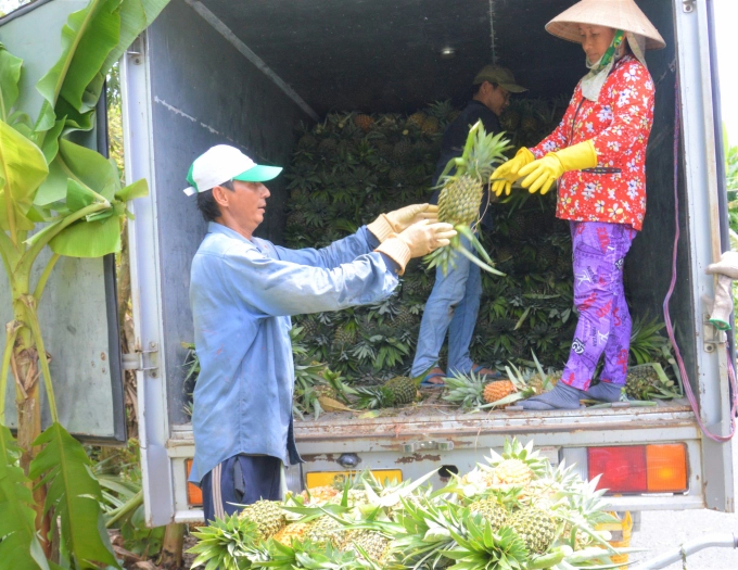 Custard apple, red jackfruit and fish are identified as 4 key agricultural products associated with tourism development in Hau Giang province. Photo: Trung Chanh.
