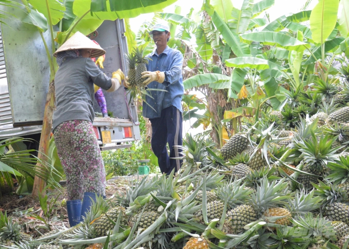 Custard apple, red jackfruit and fish are identified as 4 key agricultural products associated with tourism development in Hau Giang province. Photo: Trung Chanh.