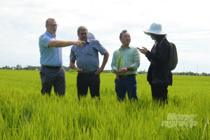 Tổ chức quốc tế đến thăm và đánh giá cao hiệu quả cánh đồng sản xuất lúa tham gia dự án VnSAT tại Hợp tác xã Kênh 7B, huyện Tân Hiệp, tỉnh Kiên Giang. Ảnh: Trung Chánh.