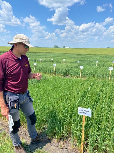 Jochum Wiersma, a University of Minnesota Extension small grains specialist, discusses predecessor lines of wheat used to create the latest variety released by the university — MN-Rothsay — at a plot of land in rural Le Sueur County