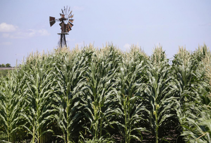 A field of corn grows in front of an old windmill in this July 11, 2018, file photo from Pacific Junction, Iowa. As farmers grapple with high fertilizer costs, an Iowa State University study requested by Attorney General Tom Miller was unable to find price gouging in the fertilizer market.  Nati Harnik, AP/Fil