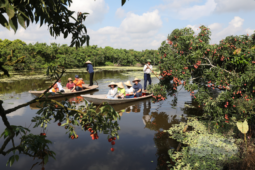 Chị Nguyễn Minh Trang (Hà Nội) cho biết: 'Được đi thuyền vào vườn vải thiều hái quả trực tiếp từ trên cây cảm giác vô cùng thú vị, giống như đi du lịch miệt vườn miền Tây sông nước vậy'. Ảnh: Diệu Vy.