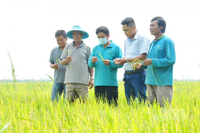 Nhân viên Công ty TNHH Nông Dược Toàn Cầu tư vấn nông dân về các biện pháp phòng trừ sâu đục thân và muỗi hành kịp thời để bảo vệ năng suất lúa hè thu 2022. Ảnh: Lê Hoàng Vũ.