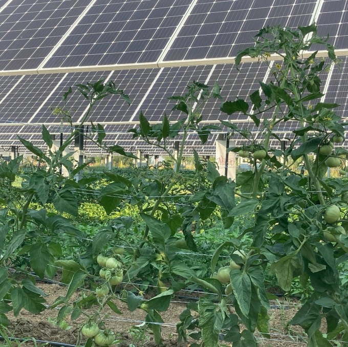 Clean tomatoes grown at Jack's Solar Garden's.