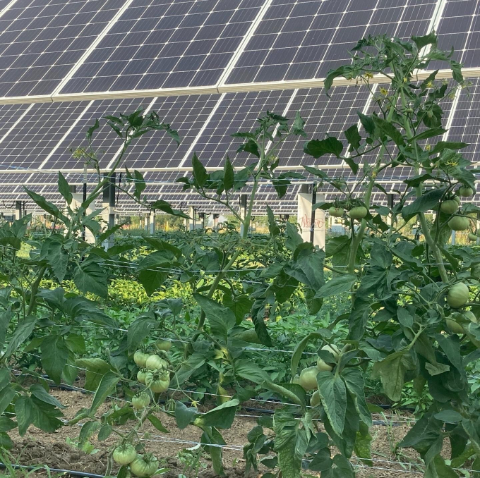Cà chua sạch được trồng tại trang trại điện mặt trời của Jack’s Solar Garden. Ảnh: Getty